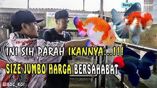 FARM IKAN MAS KOKI DARI TULUNGAGUNG HARGA BERSAHABAT