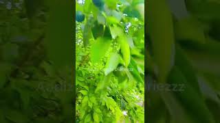 This Orange Tree Is INSANE | Look At Them All | Orange tree | Orange tree growing from seed