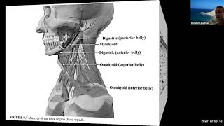 Lab Exercise 9 (Muscles)