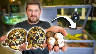 BEST Juvenile TORTOISE HABITAT! (Easy & Beautiful!)