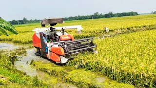 Kubota King Pro Deep Mud Working | New kubota Harvester Paddy Cutting