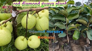 Red Diamond Guava Plant's Farming//Full Information & Details