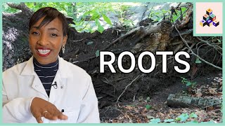 The Hidden World of Root Anatomy | Build A Plant Episode 1