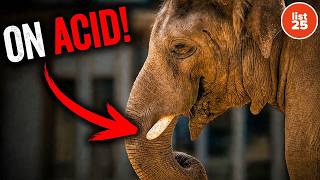 100 Shocking Truths That Are Impossible to Unhear
