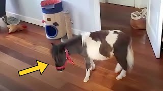 Miniature Horse Expert Finds PERFECT Companion for Lonely Friend!