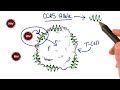 CCR5 - Tales from the Genome
