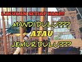 Perawatan Harian Sogon Bahan/Muda Hutan||Agar Jinak&Bunyi