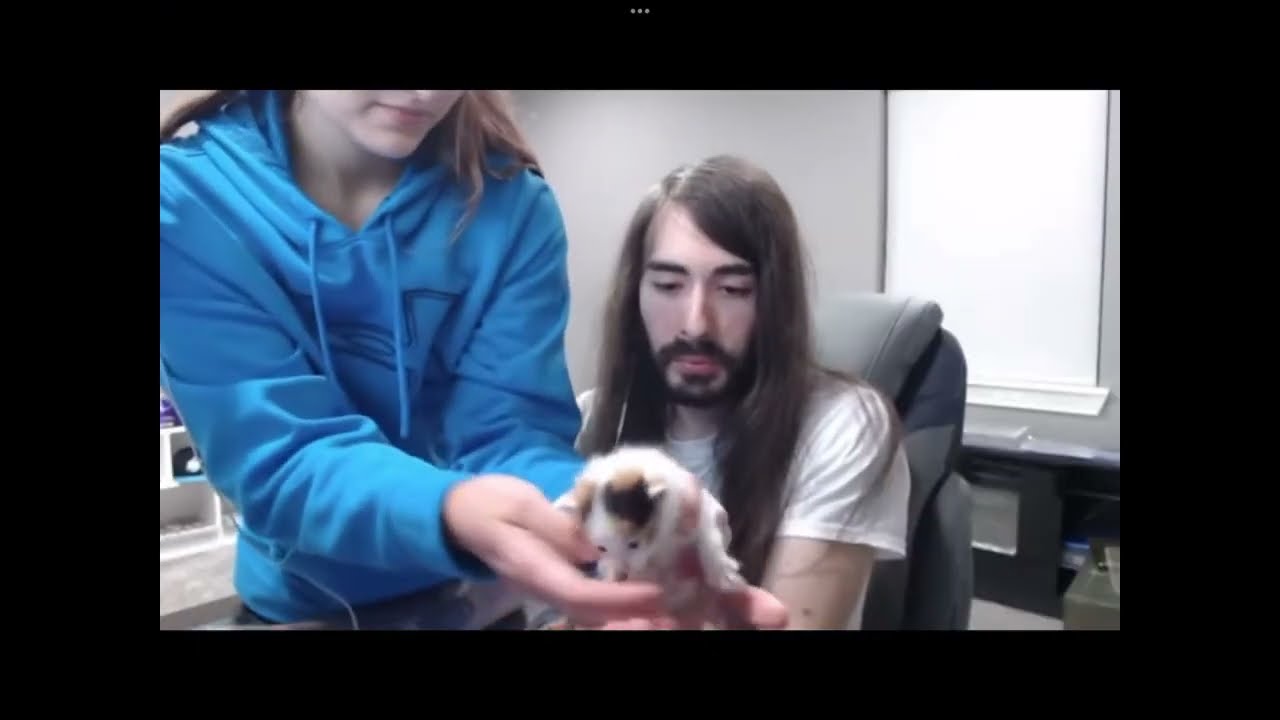 Cat In Moistcritikal Penguinz0 Hand Youtube