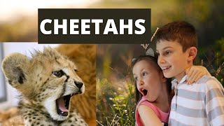 All About Cheetahs - Interesting facts about cheetah for kids