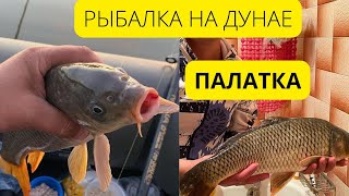 Рыбалка на Дунае! Поездка в ВИЛКОВО! Мега рыба, отдых в палатке! Еда на костре!