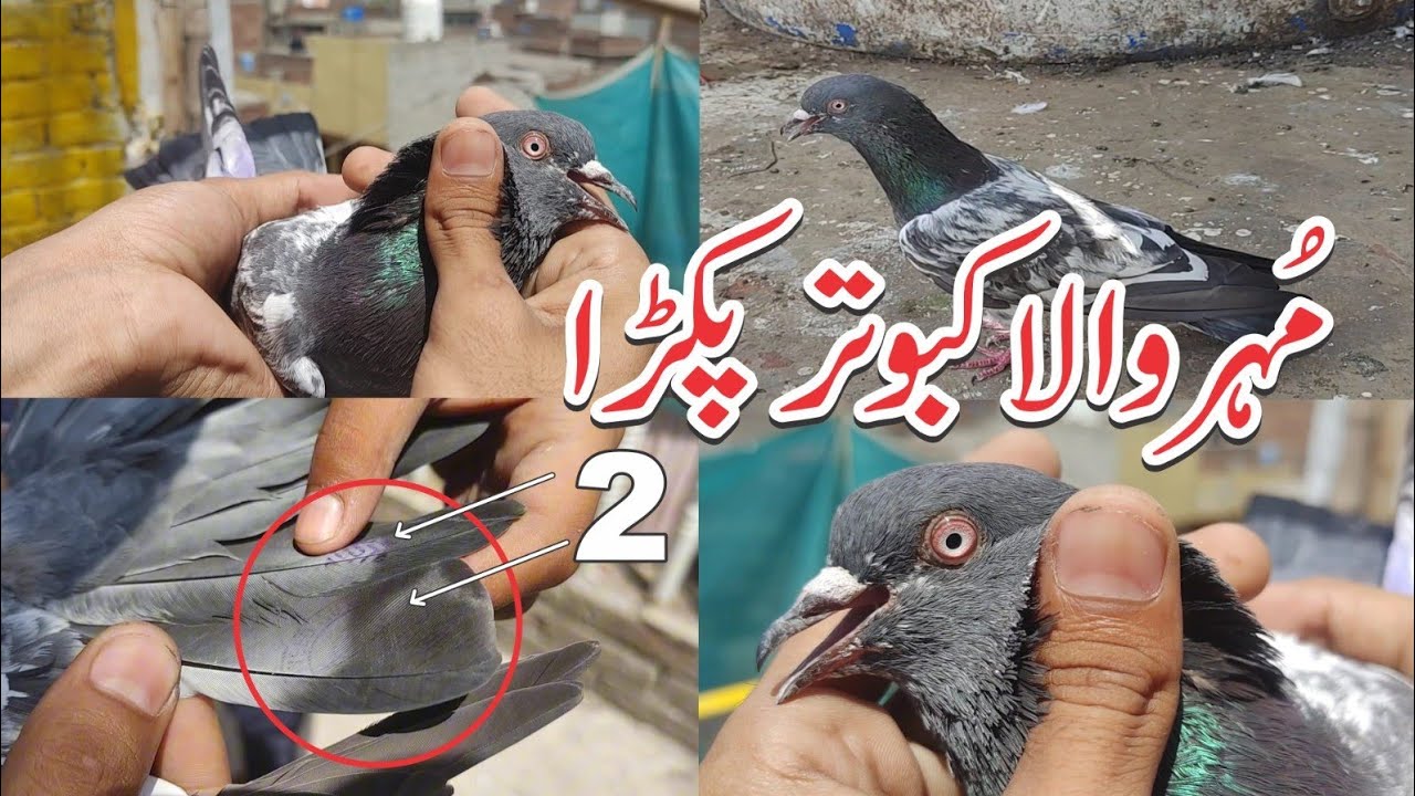 Mohar Wala Kabutar Pakra Youtube