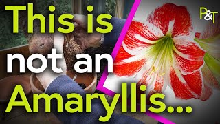 Planting a Hippeastrum (Not Amaryllis!) - Pots & Trowels