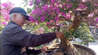 Các dáng cây hoa giấy bonsai