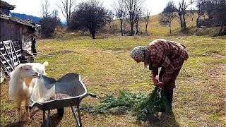 Posjetio sam nanu Nazifu i provjerio kako nam provodi Ramazanske dane.