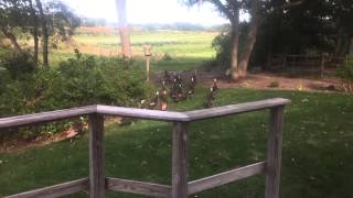 Masshole eagles
