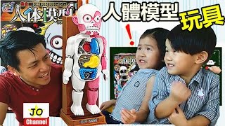 桌面遊戲 人體模型玩具/骷髏玩具 超恐怖！日本校園怪談嚇人遊戲玩具！Human Body Model toys（Board Game）