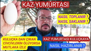 Kaz Yumurtası Nasıl Toplanır? Saklanır? Kuluçkaya Hazırlanır? Kuluçkadan çıkan civcivler neden ölür?