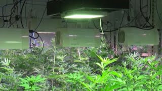 Voters reject all three Kern County cannabis measures