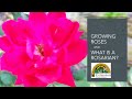 How to grow beautiful roses! Interview with KC Rose Society Rosarian John Riley