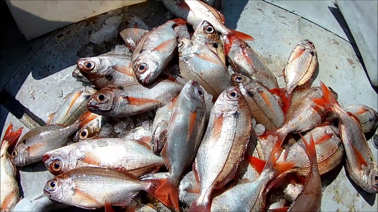 Bolentino Di Profondità Youtube