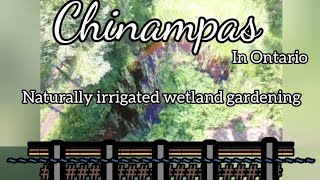 Chinampas- naturally irrigated indigenous wetland permaculture technique & sustainable swamp gardens