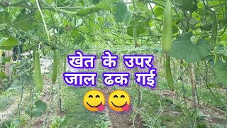 खेत के उपर जाल ढक गई ।। hard work in village 😋 #dailyvlog #narinder1233vlogs