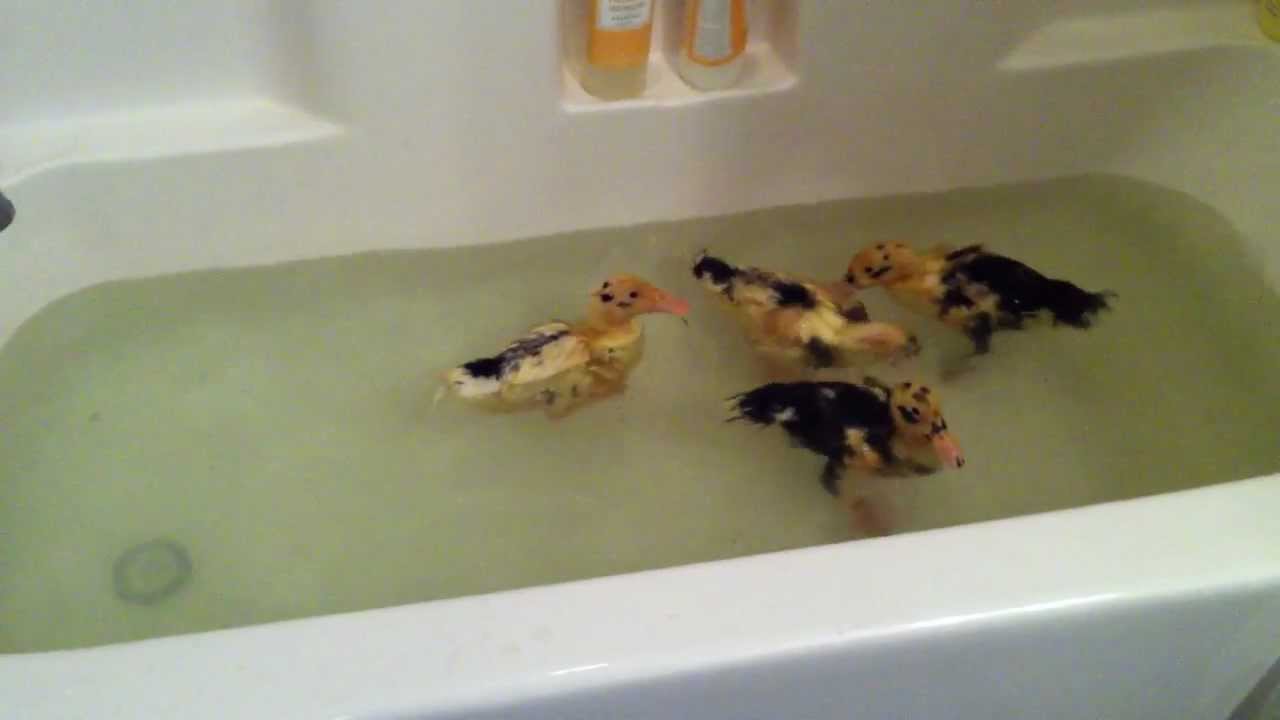 Baby Ducklings In A Bathtub Youtube