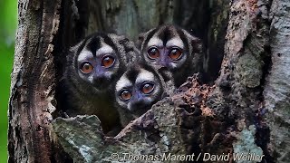 NIGHT MONKEYS 🐵🐵 Video by Thomas Marent