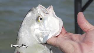 A Conservation Minute: How to Hold, Not Hang- A Guide to Proper Fish Handling