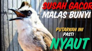 Trucukan SUSAH GACOR,Trucuk OMBYOKAN trucuk BAHAN, trucuk BISU, PASTI BUNYI Dengan PANCINGAN INI