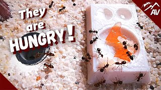 Lasius Emarginatus | Feeding Ants with Salmon & Ham!