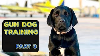 Training my DUCK DOG | Pt. 3