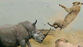 03 Craziest Animal Fights You Won't Believe Exist #animal