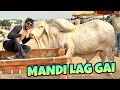 FINALLY COW MANDI LAG GAI😍 | BAKRA EID VLOG | MISHKAT KHAN | THE FUN FIN