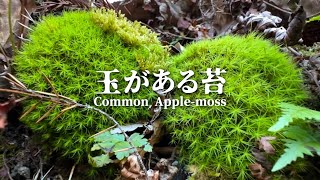 Common Apple-moss (Bartramia pomiformis)