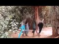 Kabza DA small ft Nokwazi vula vala dance❤💯