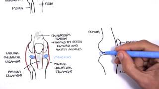 Clinical Anatomy - Knee