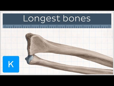 Which is the longest bone in the human body?