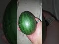 cut watermelon  most satisfying #shorts #youtubeshorts #satisfying #viralshorts #trending #asmr