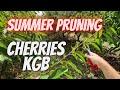 Summer pruning cherries KGB system Sunburst variety