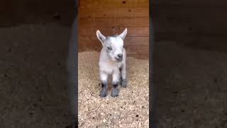 Adorable baby goat sound #shorts #goat #shorts #funny #viral #bakri #funnyvideo