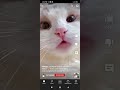 Cat meowing #trending #youtube#cute