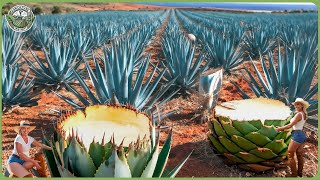 How Tequila Is Made – Farmers Harvest Billions of Blue Agave In Massive Tequila Process
