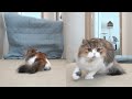 CATS AMAZING REACTION TO MAGIC TRICK! | WHAT THE FLUFF CHALLENGE