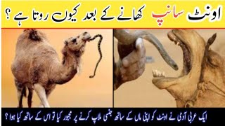 Why Camel Eat Snake? || اونٹ سانپ کیوں کھاتا ہے؟ || Surprising Scientific Facts About Camels 🐫