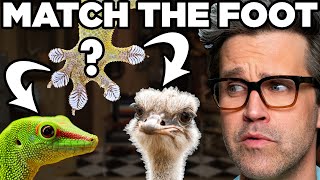 Weirdest Animal Feet (Game)