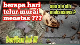 Hitung dari awal berapa hari telur murai batu menetas dan apa saja makananya