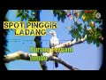 🔴 Berburu Burung Pergam || Di Pinggir ladang