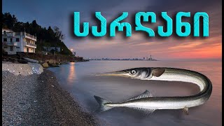 სარღანი Сарган Garfish