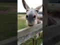 Donkey and Mini Donkey #lifeonthefarm #farmlife #farmanimals #donkey #minidonkey